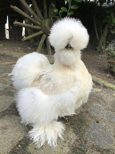 white silkie chicks