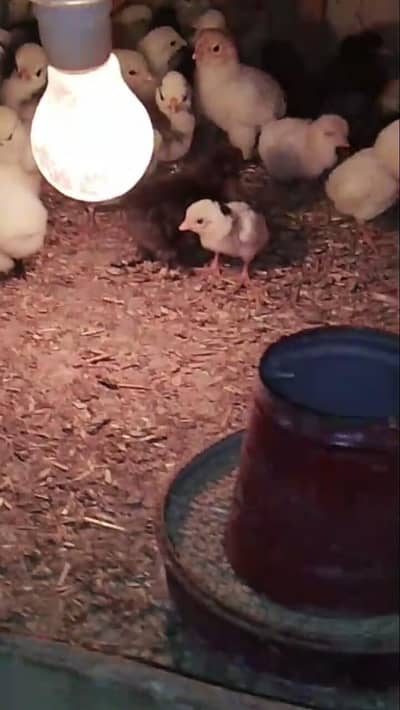 ko shamo Yokohama sebright polish silky wyandotte chicks available