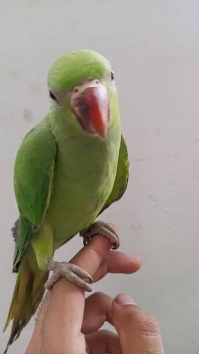 green parrot chicks