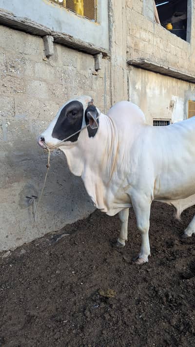 Qurbani Bulls Available