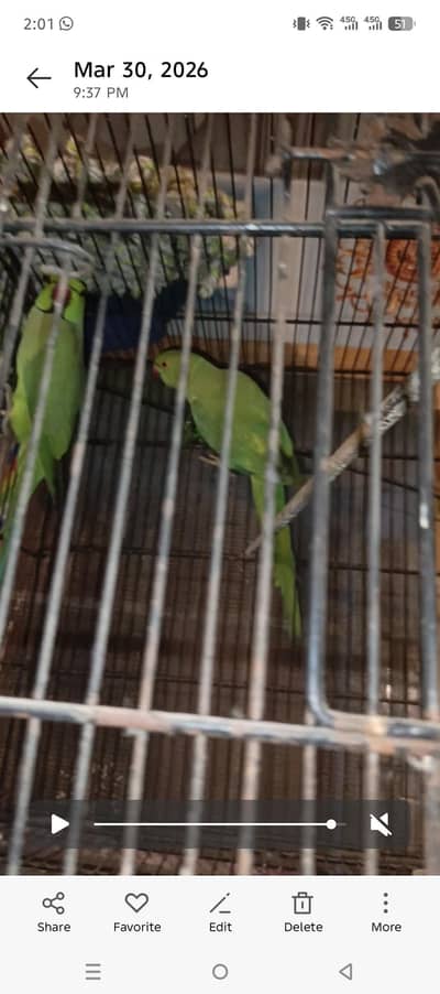 Green Ring neck  breeder pair