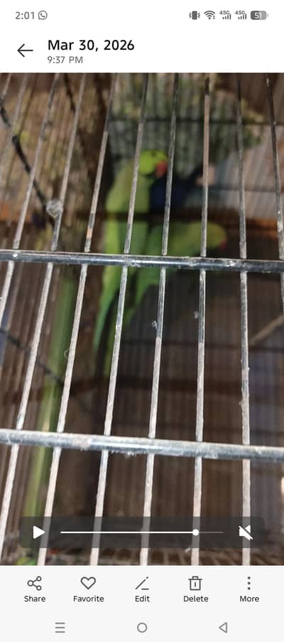 Green Ring neck  breeder pair