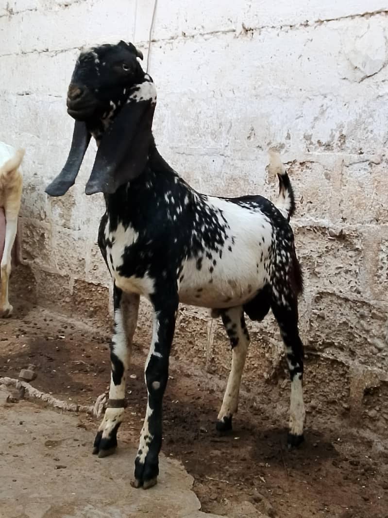 bakra 1