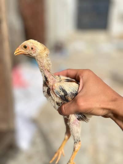 3 Healthy Aseel Chicks with Mother