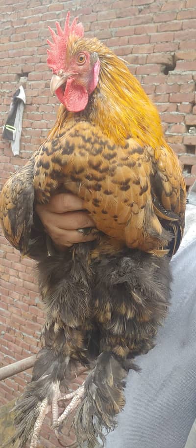 Top Quality, Full Size Heavy buff male for sale