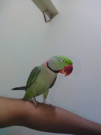 pahari talking male handtamed play full ring birds
