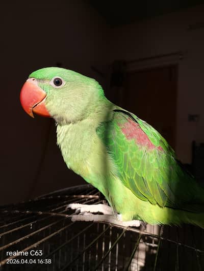 Raw parrot
