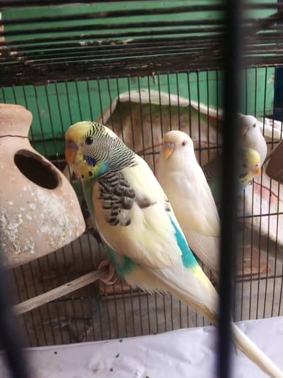 Budgies