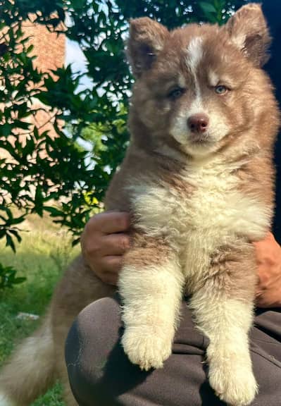 Siberian husky high quality pedigree puppy