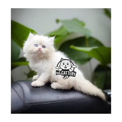 Persian British punch face piki face kitten cat available