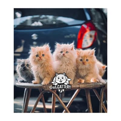 Persian British punch face piki face kitten cat available