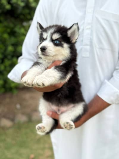 Siberian husky