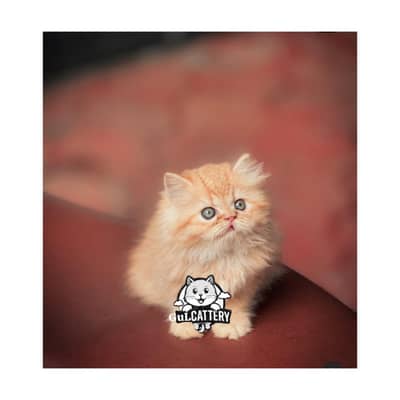Persian British punch face piki face kitten cat available