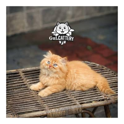 Persian British punch face piki face kitten cat available