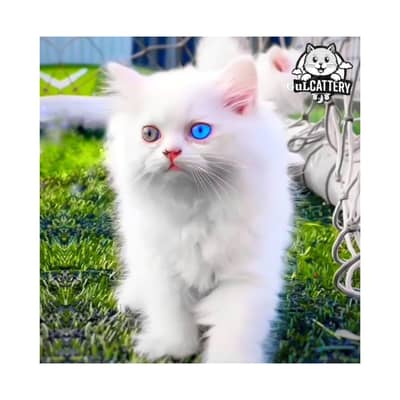 Persian British punch face piki face kitten cat available