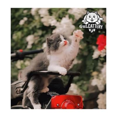 Persian British punch face piki face kitten cat available