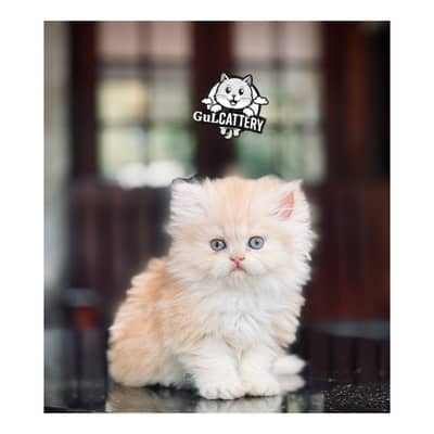 Persian British punch face piki face kitten cat available
