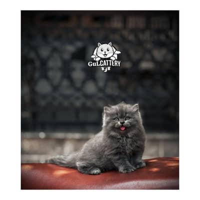 Persian British punch face piki face kitten cat available