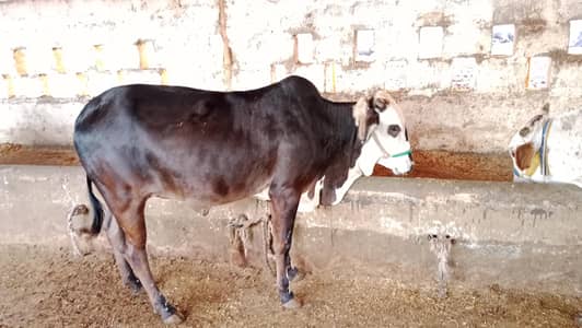 Black pandy bachia  pakki kheeri