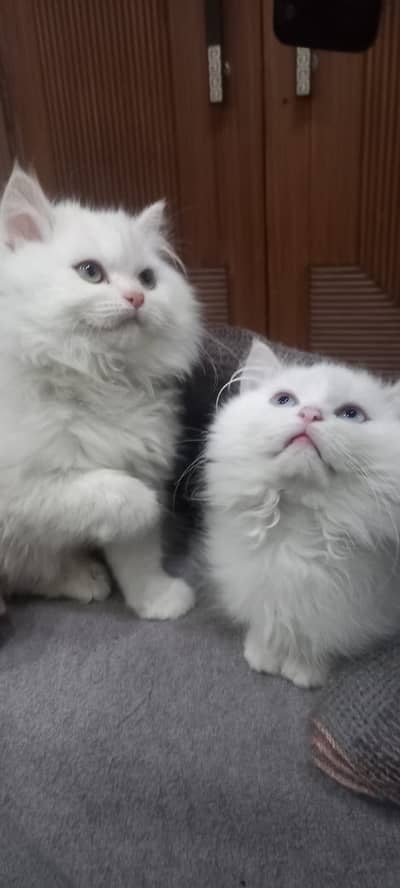 Cute & Playful Kittens Available for Sale