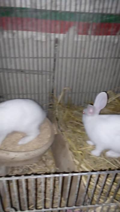 Rabbit bunnies and adult