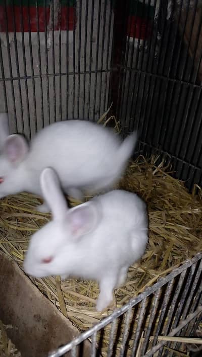 Rabbit bunnies and adult