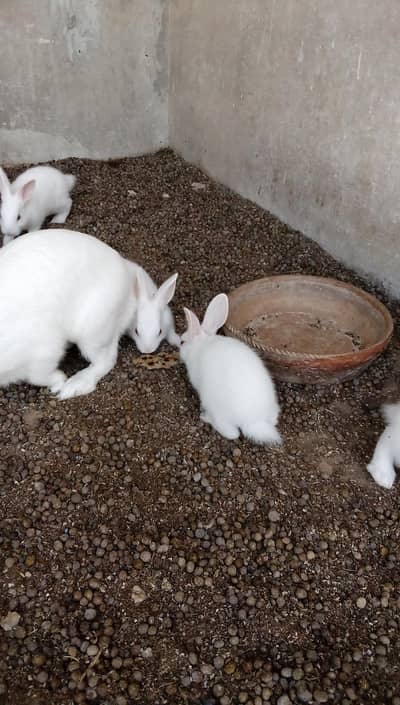 Rabbit bunnies and adult