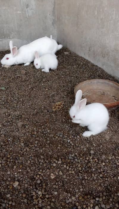 Rabbit bunnies and adult