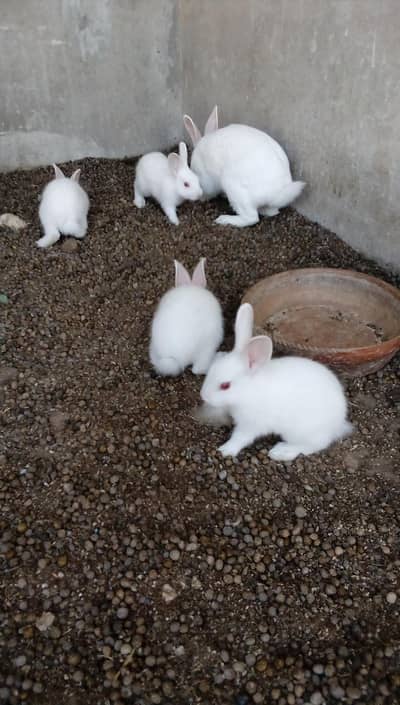 Rabbit bunnies and adult