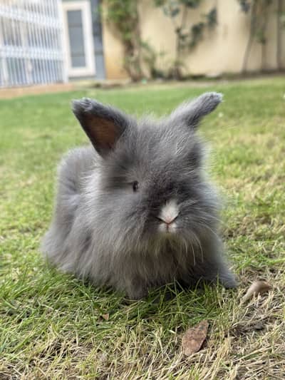 Lion head angoora bunnies available for sale