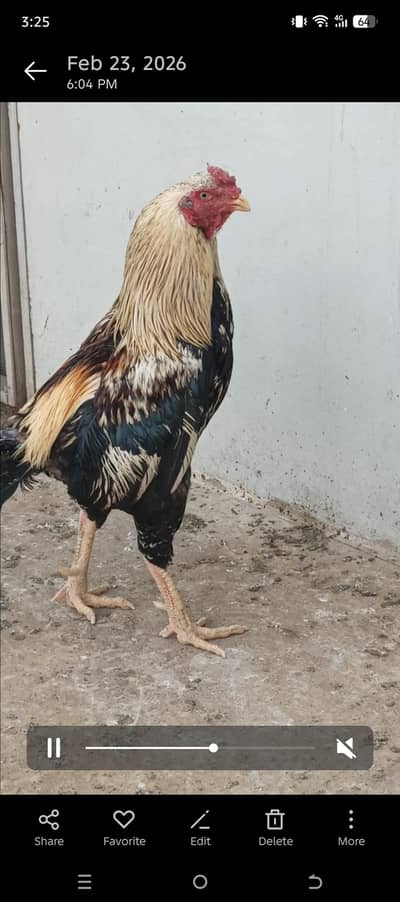 Aseel Jageeri Thai Mianwali