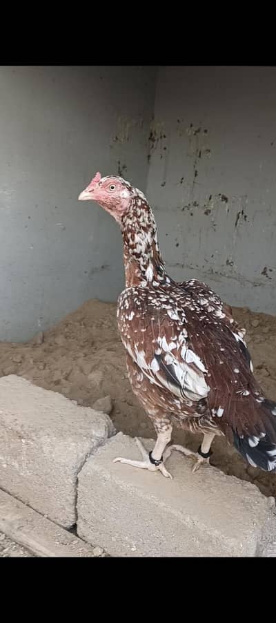 Aseel Jagiri Thai Females