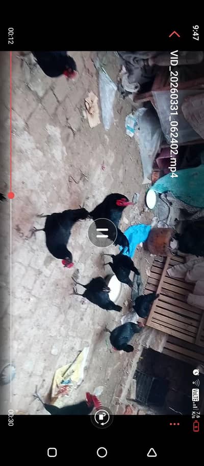 urgent for sale pair hen