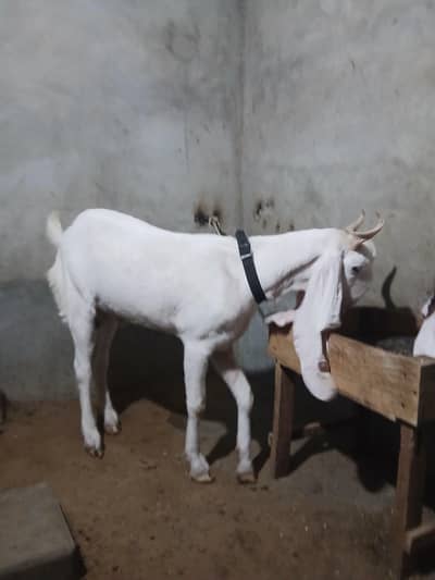 Gulabi bakra fresh 2 dant