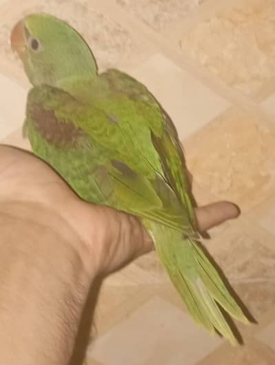 Kashmiri raw baby raw chick Kashmiri raw parrot