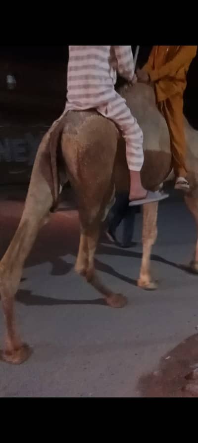 camel babey For sale . Horse sa bhe exchana krlon gaAb shoq por ho gaya