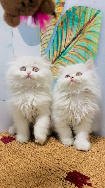 Persian breed kittens for sale Cash on delivery available