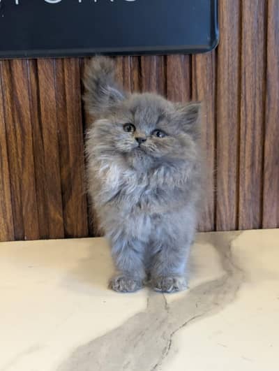 Persian breed kittens for sale Cash on delivery available