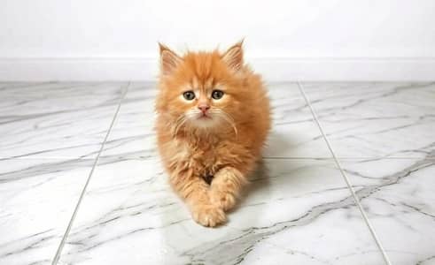 Sami Persian Ginger kitten ( 03426784950)