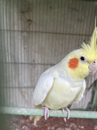 Beautiful Lutino Cockatiel Pair (Red Eyes) Healthy