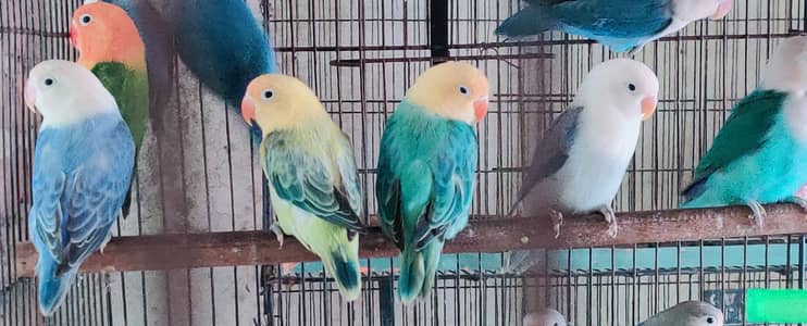 Top Quality Opalines and Fisheries