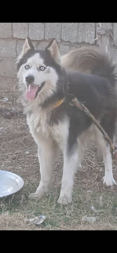 Siberian Husky pedigree Blue Eyes full long caot Male