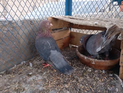 Achi nasal ky pairs hein shokeen Banda rabta kry