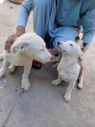 Afghani white collar Dog