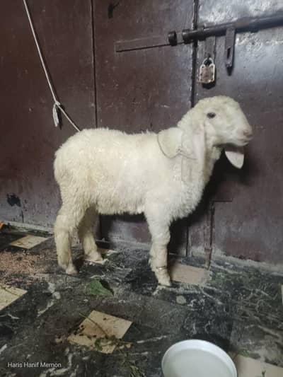 dumba 4 mahene ki age hai