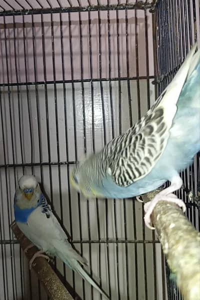 King Male Undersize female Breeder Pair