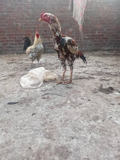 cheena breed ha 03214834020