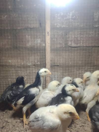 Aseel Jarman Shamo checks beautiful quality available mix colour