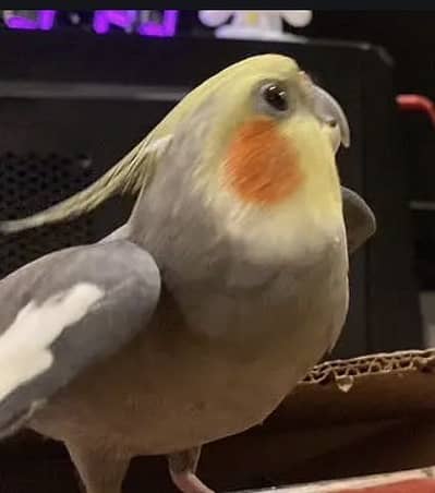 Hand tamed cocktail male only