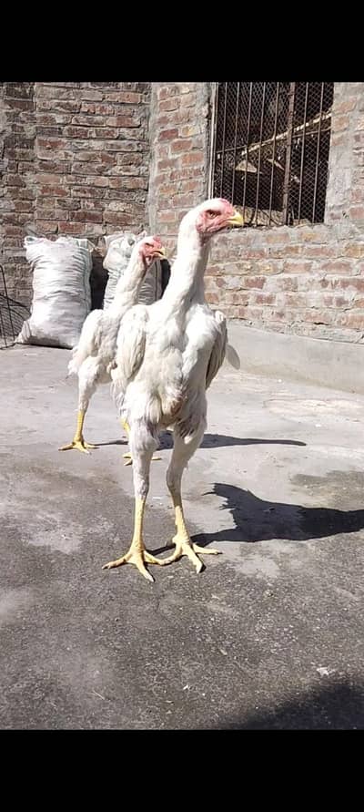 Hera Aseel Swing Neck Or Spilt Shamoo Aseel Birds Aseel Murga Thai Pak